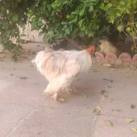 مرغ و خروس برهما|حیوانات مزرعه|خنج, |دیوار