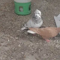 هفت‌رنگ دم سفید