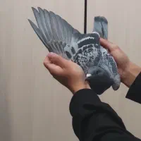 کبوتر پلاکی مسافتی|پرنده|شاهین‌شهر, عطار|دیوار