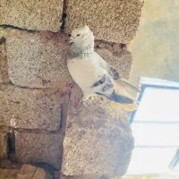 باسلام کبوترشامی دم سفیدنر درجه یک