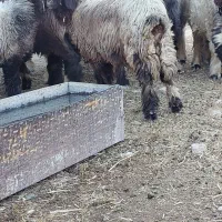 میش بختیاری  معاوضه با ماشین خارجی خوب|حیوانات مزرعه|شیراز, انجیره|دیوار