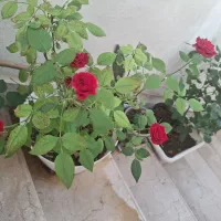 ۳۰۰تومن