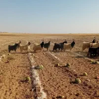 فروشچندراسدوبروبزغالهدوبری|حیوانات مزرعه|فرمهین, |دیوار