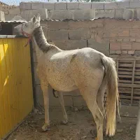 دوراس اسب فروشی