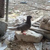 کبوتر|پرنده|برازجان, |دیوار