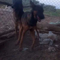 جفت مالینیوز|سگ|جیرفت, |دیوار