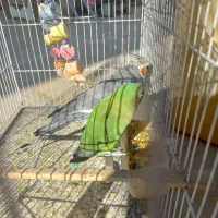 عروس هلندی و کوتوله سخنگو|پرنده|زاهدان, |دیوار