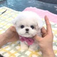 پودل عروسکی مالتیز عروسکی خانگی جیبی مینیاتوری|سگ|تهران, منیریه|دیوار
