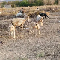 س سه عدد تله 6ماه 2نر1ماده گلی دهن پاک