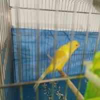 نر طلایی رسمی بلند