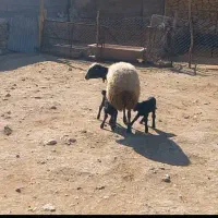 فروش میش شال ژن دار