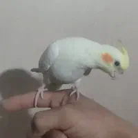 عروس هلندی دستی