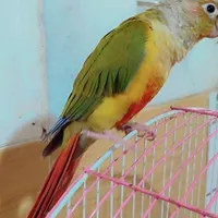طوطی گرینچیک محدوده رسالت نبوت گمشده|حیوانات|کرمان, |دیوار