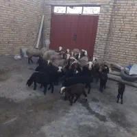 ۱۵‌راس‌میش بره‌جوان‌مهربانی‌کله‌سفید