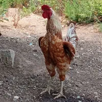 خروس لاری
