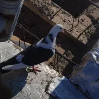 معاوضه با ماده