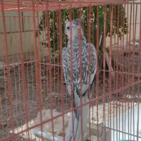 عروس هلندی|پرنده|فولادشهر, B8|دیوار