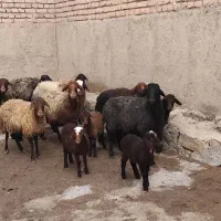گوسفند میش بره معاوضه با پراید روا وانت ۴۰۵ سمند و