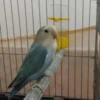 طوطی برزیلی