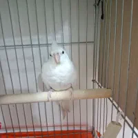 عروس هلندی ماده سایز گینگ|پرنده|اهواز, شهرک برق|دیوار