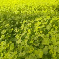 ترشواش تازه چین اورگانیک  بدون کود وزربار