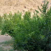 اجاره خانه باغ کوتاه مدت