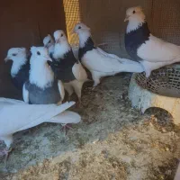 طوقی مشکی|پرنده|خمینی‌شهر, |دیوار