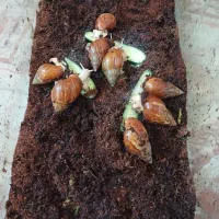 حلزونهای آچاتینا تخم گذار