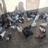 کفتر پرشی جوان