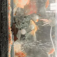 آکواریوم 80/30 بدون لب پریدگی|ماهی|صابری, |دیوار