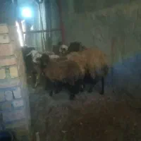 ۱۰عدد بره نر|حیوانات مزرعه|شیرین‌سو, |دیوار