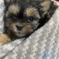 فروش توله سگ پشمالو مالشی