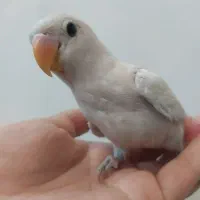 کوتوله برزیلی فروشی یک عدد