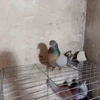 کبوتر اصفهانی