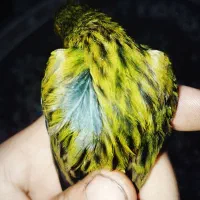 قناری سبز زیتونی|پرنده|شیراز, کرونی(خاتونک)|دیوار