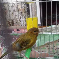 قناری معاوضه باسهره