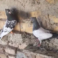 پرنده. طوقی