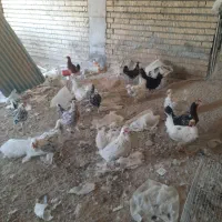 مرغ گلین|حیوانات مزرعه|برازجان, |دیوار