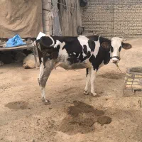 گاو خارجی با گوساله|حیوانات مزرعه|کرخه, |دیوار