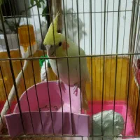 عروس هلندی نر دستی|پرنده|مشهد, شهرک مهرگان|دیوار