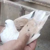 کلاغ کربلایی کله سفید خال زرد کاکل|پرنده|بردسکن, |دیوار