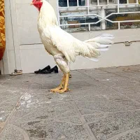 خروس لاری مرغ لاری|حیوانات مزرعه|تربت جام, اسماعیل آباد|دیوار