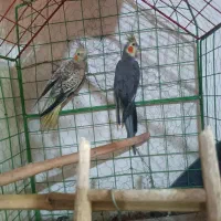 جفت عروس هلندی