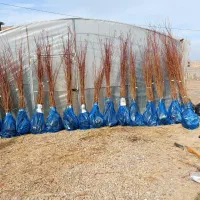 نهالفروشی نوین نهال ارسال تمام شهرها|خدمات باغبانی و درختکاری|تهران, حر|دیوار