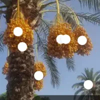 ۱۷درخت خرما اجازه میدم اسدآباد انگوری