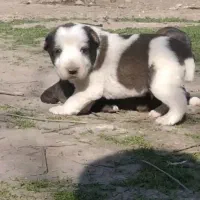 واگذاری دو عدد توله