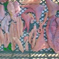 تخم ماهی خشک شده