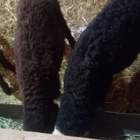 دوتا بره نر ریز