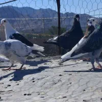 تعدادی جوجه کبوتر
