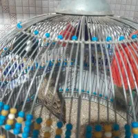 پرنده خوش صدا .باغملک